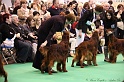 Crufts2011_2 040